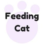 猫の餌をあげる頻度