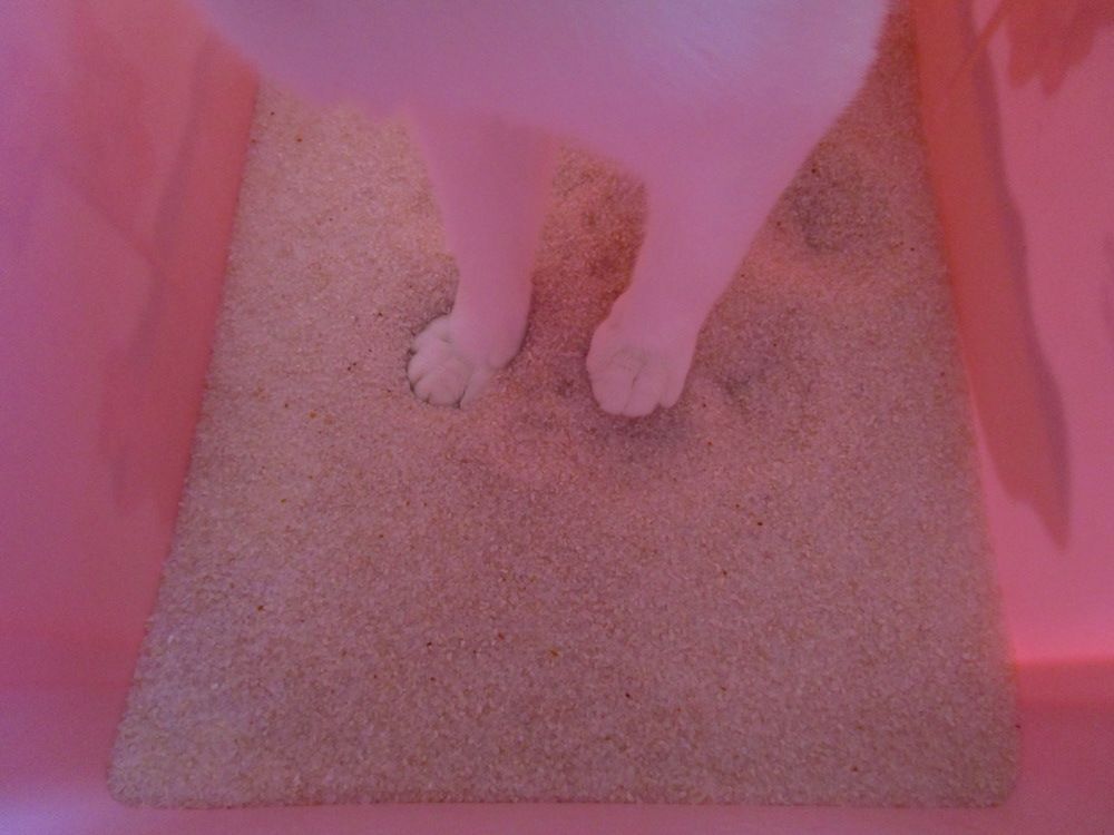 ラヴィートワレ（Lavitoile）1.5kg