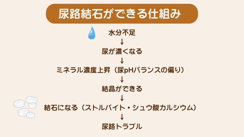 猫の下部尿路疾患