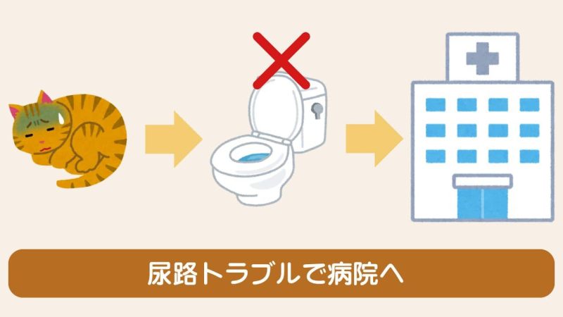 猫の下部尿路疾患