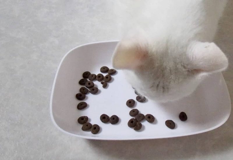 ジャガーキャットフード