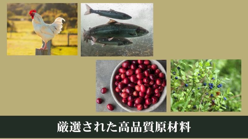 エッセンシャルキャットフード