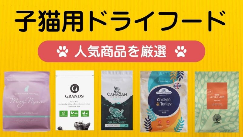 子猫用キャットフード