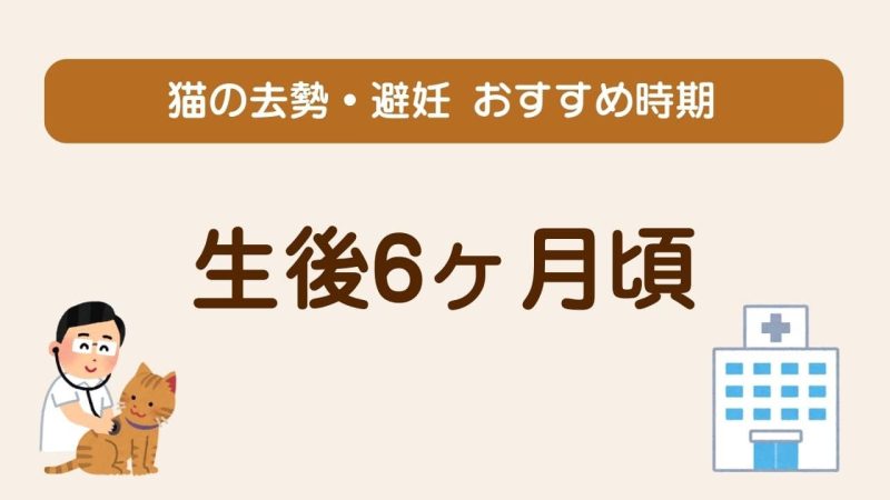 去勢・避妊後のキャットフード