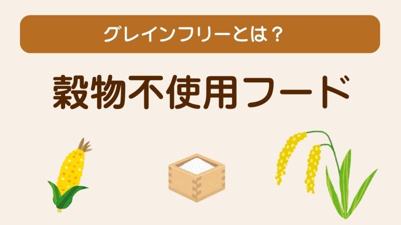 子猫用キャットフード