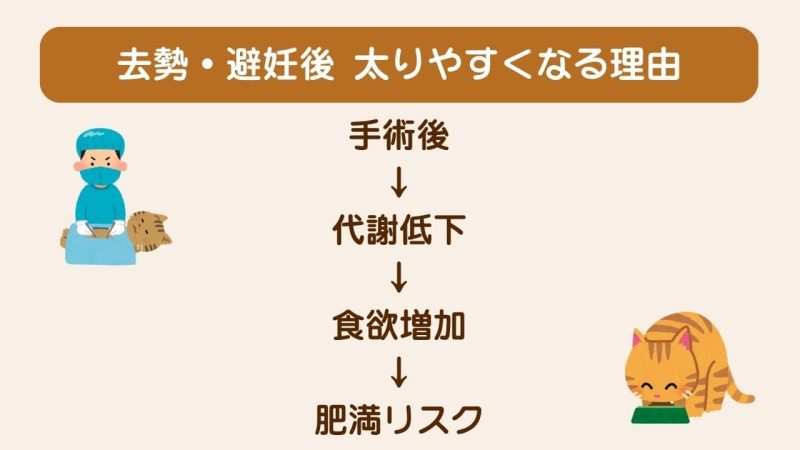 去勢・避妊後のキャットフード