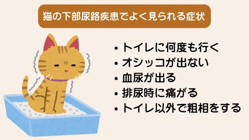 下部尿路に配慮したキャットフードの選び方