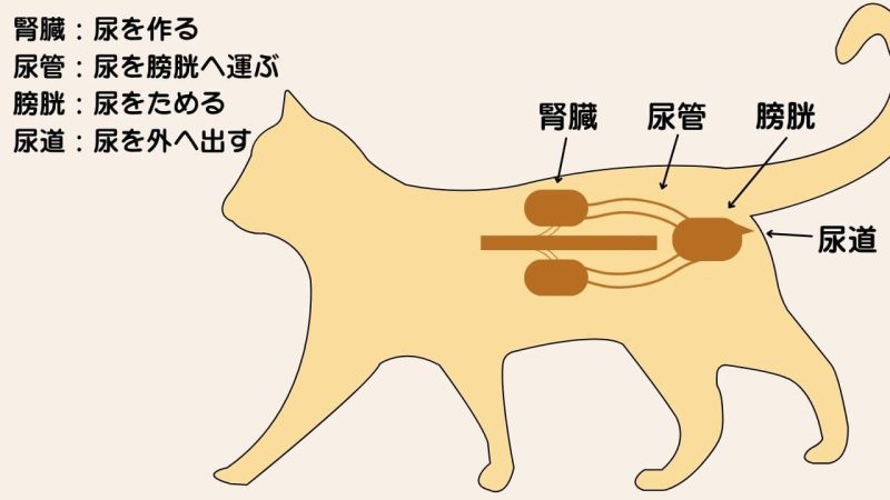 下部尿路に配慮したキャットフードの選び方